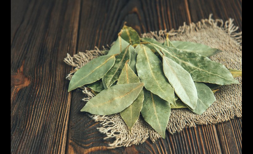 Bay leaf